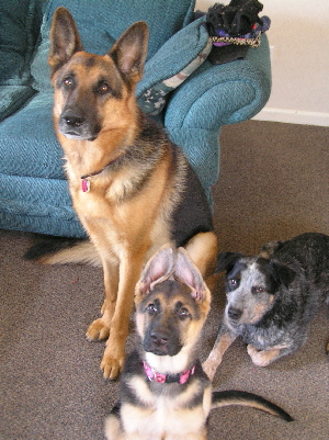 dog training program