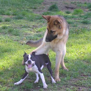 Northeast School for Dogs