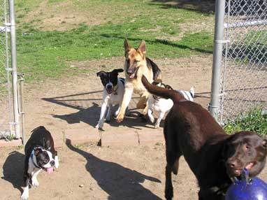 Northeast School for Dogs