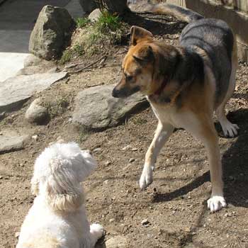 Northeast School for Dogs