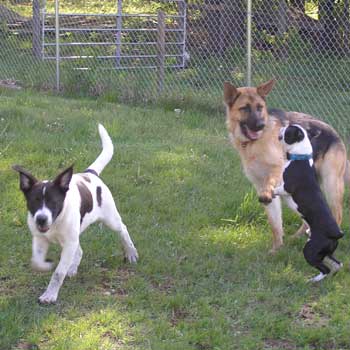 Northeast School for Dogs