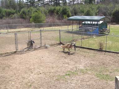 Northeast School for Dogs