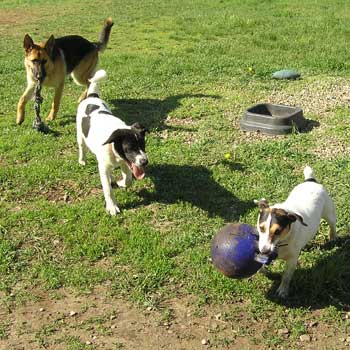 Northeast School for Dogs