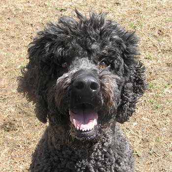 Northeast School for Dogs