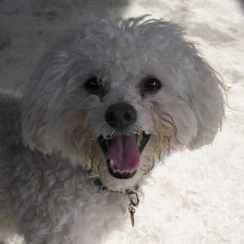 Northeast School for Dogs