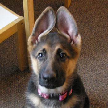 Northeast School for Dogs
