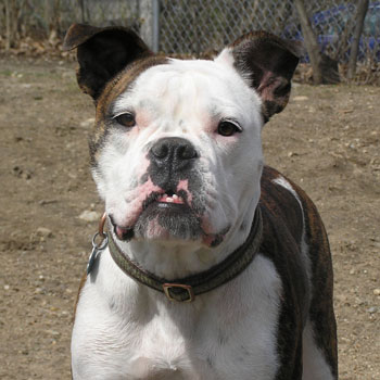 Northeast School for Dogs