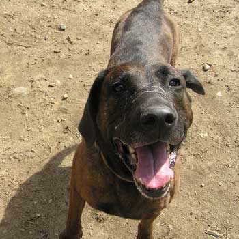 Northeast School for Dogs