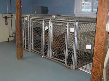 Northeast School for Dogs