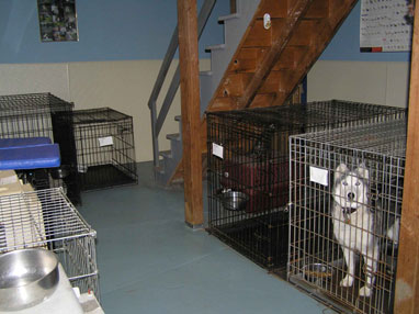 Northeast School for Dogs